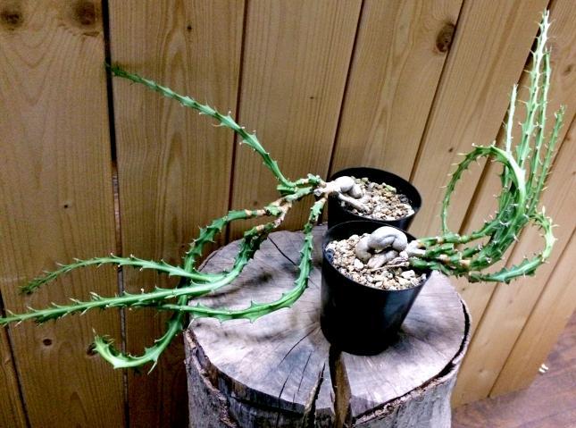 ユーフォルビア・巌流島(Euphorbia knuthii-狗奴子キリン)