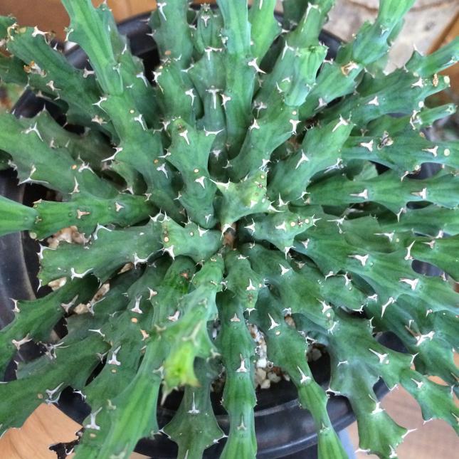 ユーフォルビア・グラシリラメア (Euphorbia graciliramea)