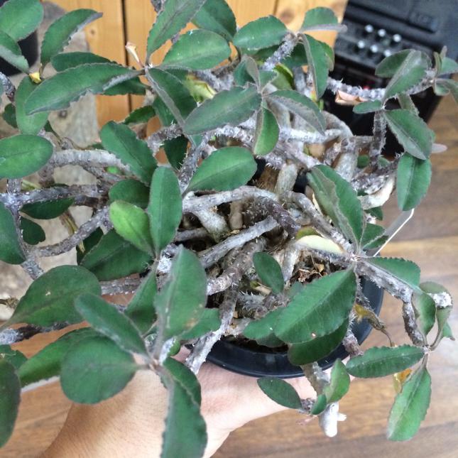 ユーフォルビア・カプセントマリエンシス？ (Euphorbia capsaintemariensis?)